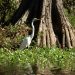 Honey Island Swamp Tour