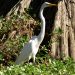 Honey Island Swamp Tour