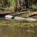 Honey Island Swamp Tour