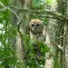 Honey Island Swamp Tour