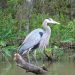 Honey Island Swamp Tour