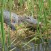 Honey Island Swamp Tour