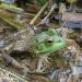 Honey Island Swamp Tour