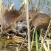 Honey Island Swamp Tour