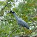 Honey Island Swamp Tour