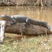 Honey Island Swamp Tour