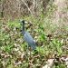 Honey Island Swamp Tour