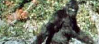 swamp bigfoot sighting