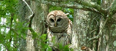 swamp owl